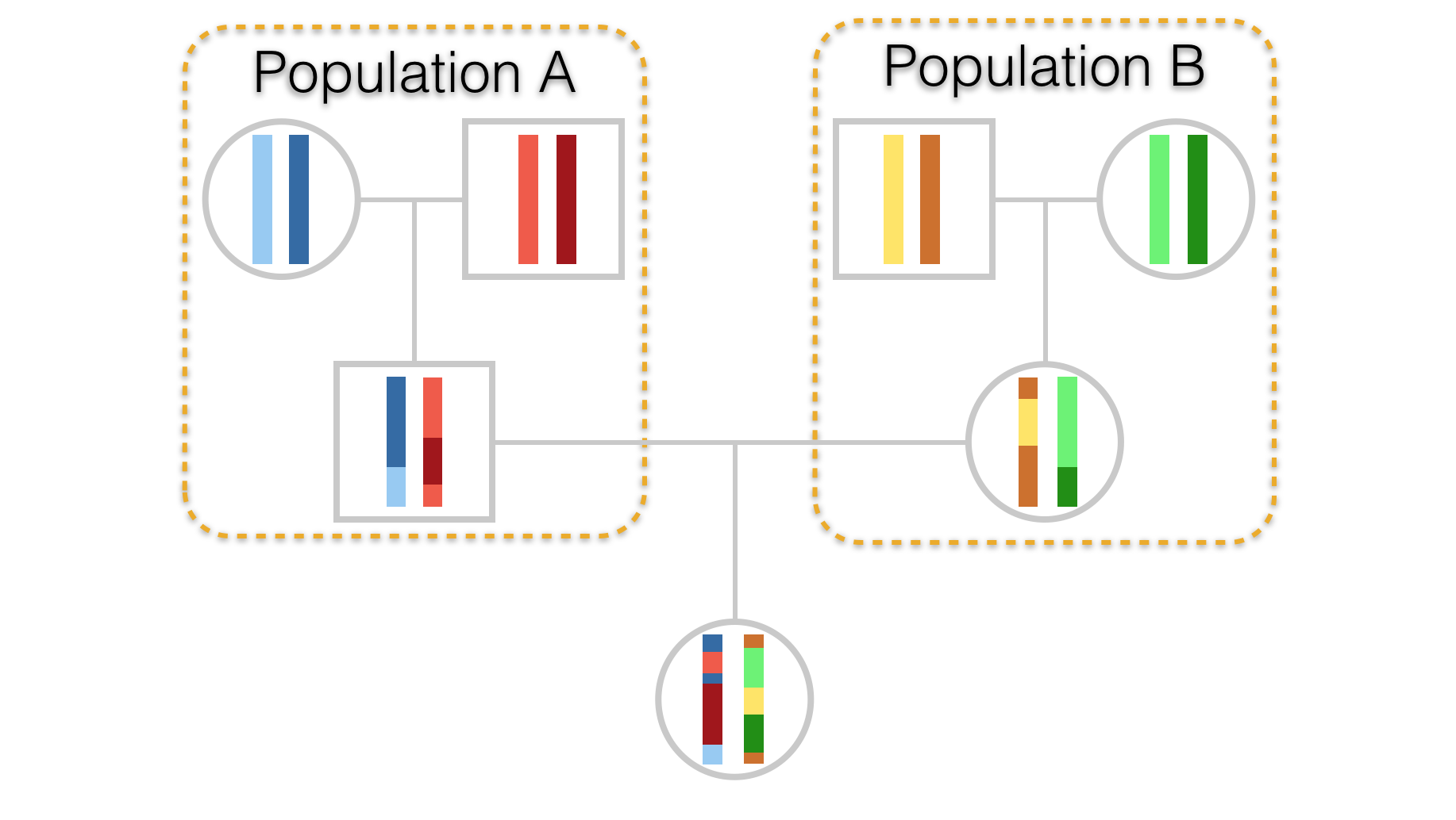 Hypothetical pedigree of an individual whose parents come from two separate populations.  Stretches of chromosome are depicted in differing colors to highlight parentage as well as demonstrate admixture in the offspring.