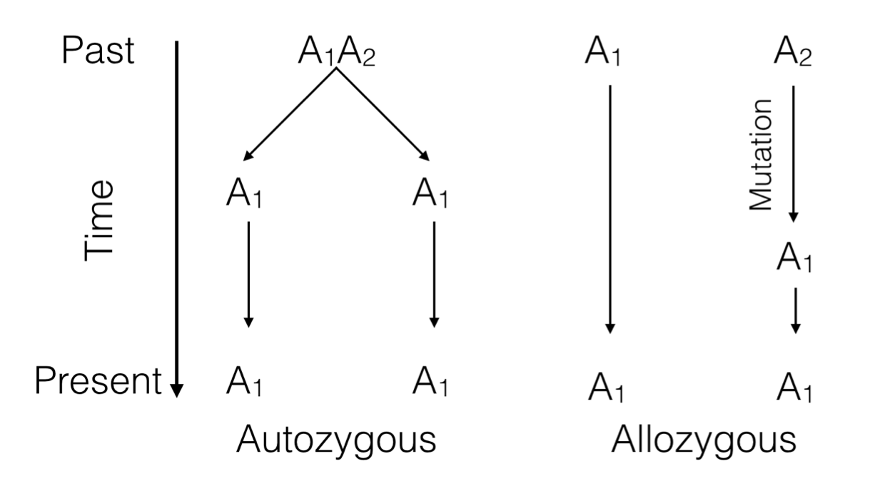 Two ways alleles at a single locus can be the same.  Either they are descended from a common ancestor (autozygosity) or are derived from different ancestors but mutation has cause them to be identical (allozygosity).
