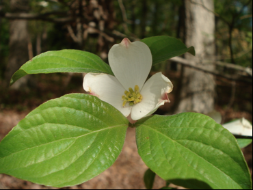 Inflorescence for flowering dogwood with conspicuous showy bracts and many small flowers in the center.