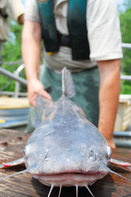 The blue catfish (Ictalurus furcatus), an invasive species in the James River watershed. Photo by Matt Rath (CC BY-NC 2.0).